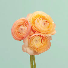 Attēlu rezultāti vaicājumam “Ranunculus mendax flower”
