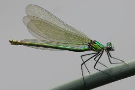 Attēlu rezultāti vaicājumam “Calopteryx splendens”