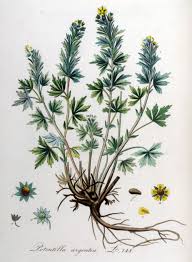 Attēlu rezultāti vaicājumam “Potentilla argentea”