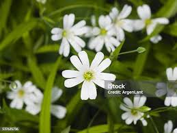Attēlu rezultāti vaicājumam “Stellaria holostea flower”