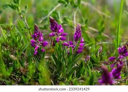 Attēlu rezultāti vaicājumam “Polygala comosa flower”