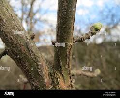 Attēlu rezultāti vaicājumam “Euonymus europaeus bud”