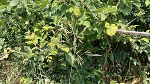 Attēlu rezultāti vaicājumam “Bromopsis inermis leaf”