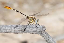 Attēlu rezultāti vaicājumam “Ophiogomphus cecilia”