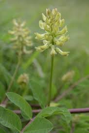Attēlu rezultāti vaicājumam “Astragalus glycyphyllos fruit”