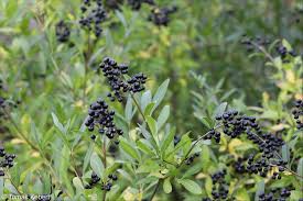 Attēlu rezultāti vaicājumam “Ligustrum vulgare”