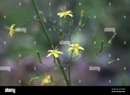 Attēlu rezultāti vaicājumam “Mycelis muralis leaf”