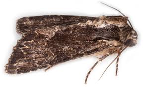 Attēlu rezultāti vaicājumam “Apamea monoglypha”