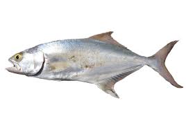 Image result for Lichia amia