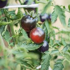 Afbeeldingsresultaat voor black cherry tomato