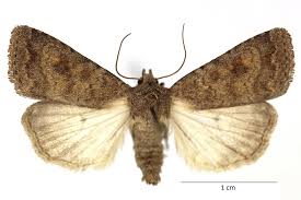 Attēlu rezultāti vaicājumam “Caradrina morpheus”