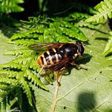 Attēlu rezultāti vaicājumam “Sericomyia sp.”