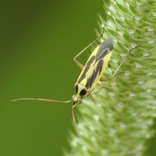 Attēlu rezultāti vaicājumam “Stenotus binotatus male”