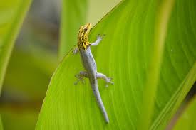 Attēlu rezultāti vaicājumam “Lycogala persicum young”