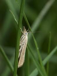 Attēlu rezultāti vaicājumam “Udea lutealis”