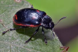 Attēlu rezultāti vaicājumam “Gonioctena viminalis”