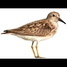 Image result for Calidris minutilla