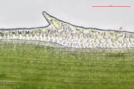 Attēlu rezultāti vaicājumam “Pogonatum nanum”