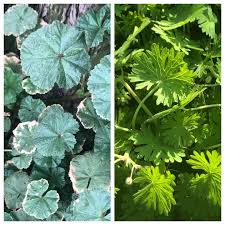 Attēlu rezultāti vaicājumam “Geranium pusillum leaf”