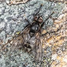 Attēlu rezultāti vaicājumam “Muscidae”