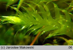 Attēlu rezultāti vaicājumam “Herzogiella seligeri”