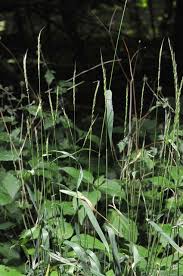 Attēlu rezultāti vaicājumam “Elymus caninus”