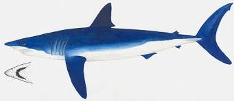 Image result for Isurus oxyrinchus