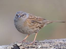 Attēlu rezultāti vaicājumam “Prunella modularis adult”