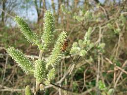 Attēlu rezultāti vaicājumam “Salix cinerea female flower”