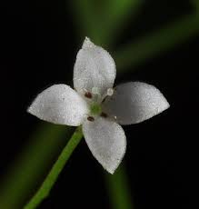 Attēlu rezultāti vaicājumam “Galium trifidum”