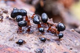 Attēlu rezultāti vaicājumam “Physarum braunianum young”