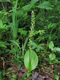 Attēlu rezultāti vaicājumam “Malaxis monophyllos flower”