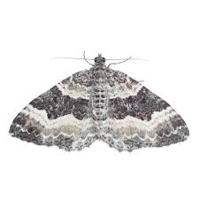 Attēlu rezultāti vaicājumam “Epirrhoe alternata”