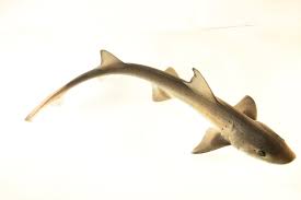 Image result for Mustelus antarcticus