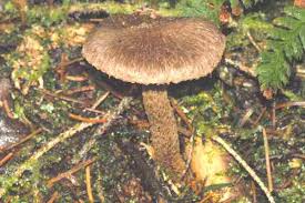 Attēlu rezultāti vaicājumam “Inocybe lanuginosa”