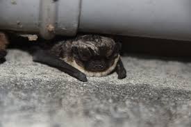 Attēlu rezultāti vaicājumam “Vespertilio murinus”