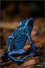 Image result for blauer baumsteiger