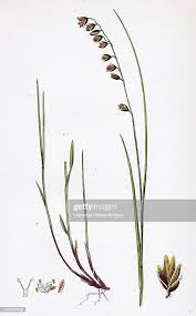 Attēlu rezultāti vaicājumam “Melica nutans”