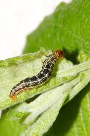 Attēlu rezultāti vaicājumam “Hydriomena furcata”