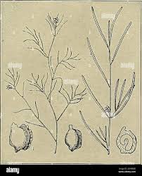 Attēlu rezultāti vaicājumam “Potamogeton perfoliatus fruit”