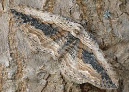 Attēlu rezultāti vaicājumam “Horisme vitalbata”