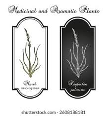 Attēlu rezultāti vaicājumam “Juncaginaceae”