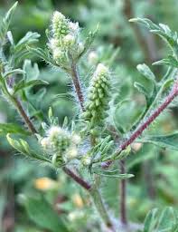 Attēlu rezultāti vaicājumam “Ambrosia artemisiifolia fruit”