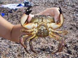 Image result for Eriphia verrucosa