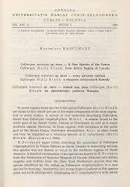 Attēlu rezultāti vaicājumam “Calliergon megalophyllum”