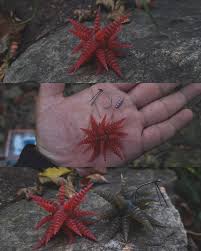 /MANKAI RED ZÖNE에 대한 이미지 검색결과