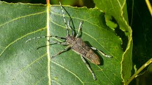 Attēlu rezultāti vaicājumam “Saperda carcharias”