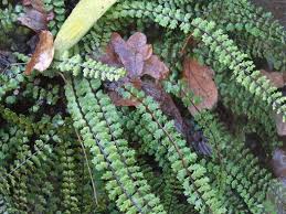 Attēlu rezultāti vaicājumam “Asplenium trichomanes”