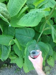 Attēlu rezultāti vaicājumam “Reynoutria sachalinensis fruit”