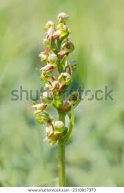 Attēlu rezultāti vaicājumam “Coeloglossum viride”